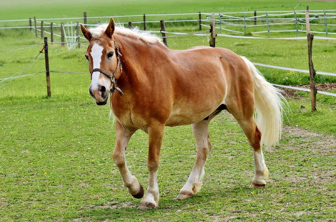 A picture of a haflinger horse