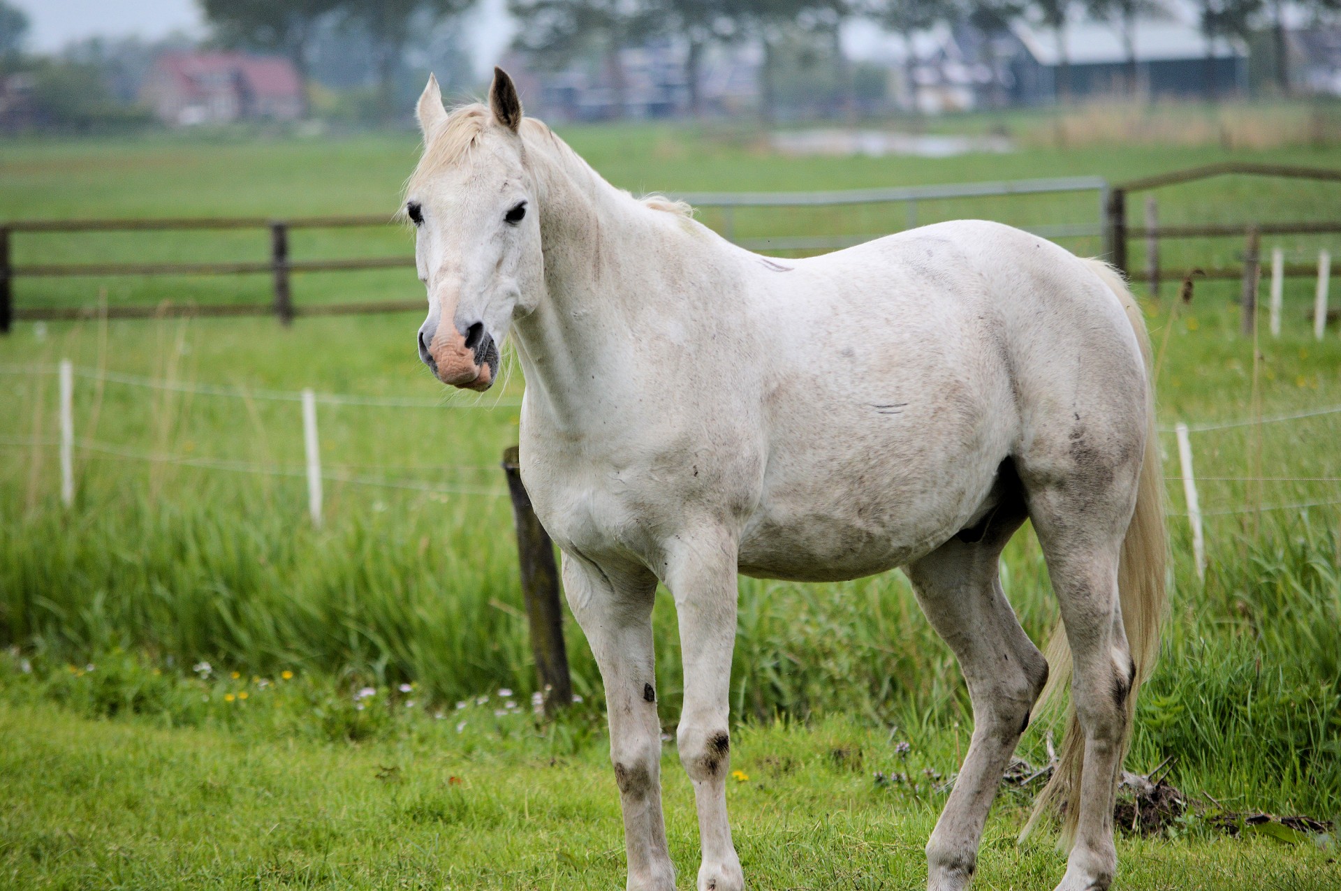 A picture of a white horse